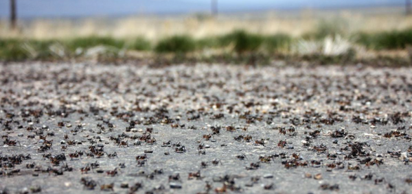数百万蝗虫入侵美国埃尔科市