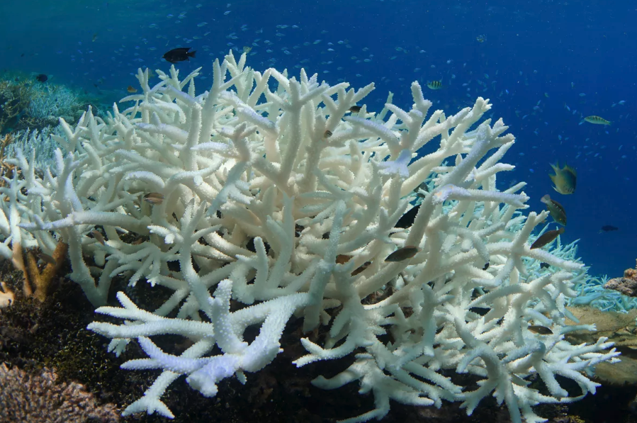 佛罗里达海域水温一时达到38°C创纪录