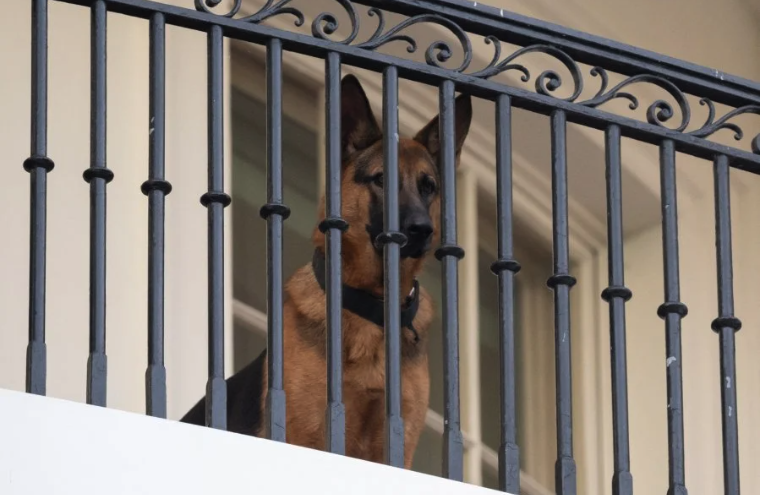 美国第一犬频传咬伤人遭逐出白宫