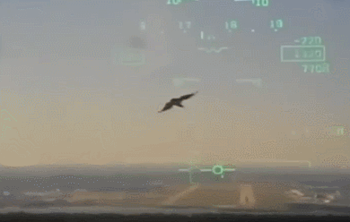 111.gif