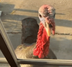 222.gif