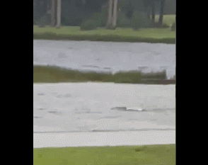 22.gif
