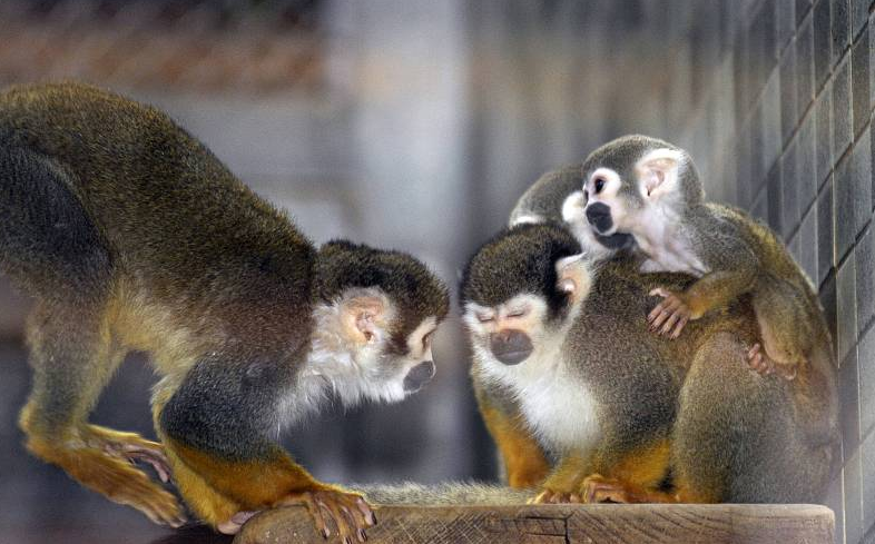 美国动物园频现盗窃事件：12只松鼠猴不翼而飞 2只皇狨猴被带走