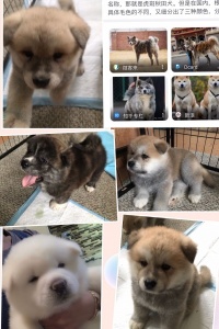 5只日本虎斑秋田犬，4男1女，寻找有缘新主人开始预定