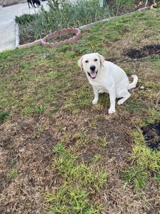 纯拉布拉多犬一岁了！有血统证书的！家里有事