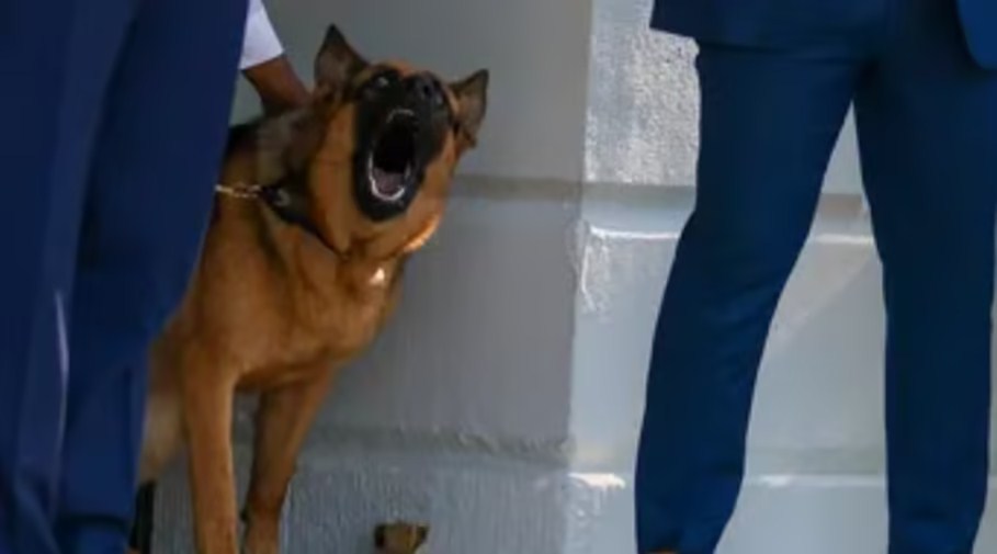 美媒：拜登爱犬第11次在白宫伤人，美特勤局一名特工被咬伤送医