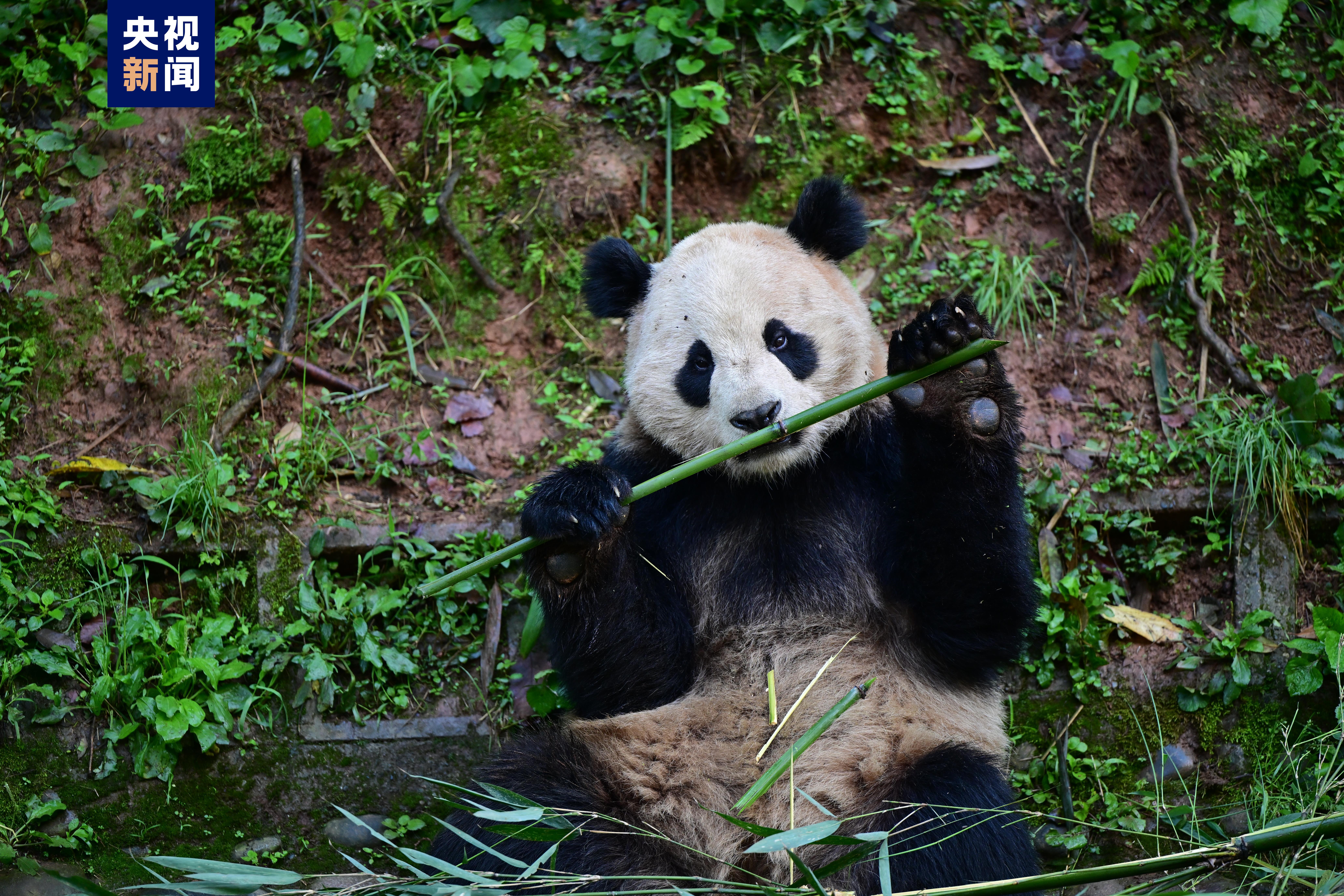 定了！大熊猫“云川”和“鑫宝”将赴美 期限10年