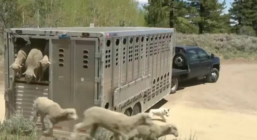 美国农业部运800只羊上山 让其吃掉杂草以防范野火