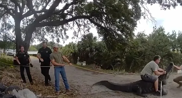 美国佛州惊现3.8米巨鳄：在小路上慢悠悠踱步 警察一拥而上把它拖走